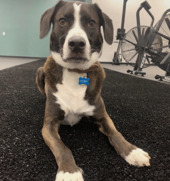 dog laying in gym at ROI Strength in Midlothian Virginia
